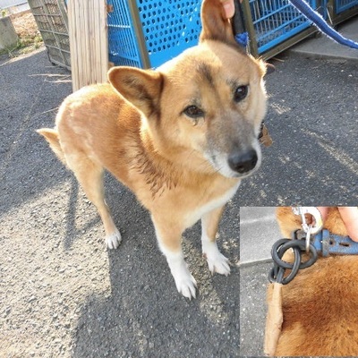 福岡県動物愛護センターNo.8230