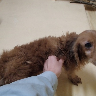 福岡県動物愛護センターNo.8233