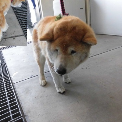 福岡県動物愛護センターNo.8237