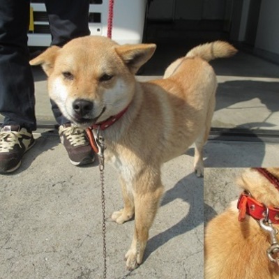 福岡県動物愛護センターNo.8238