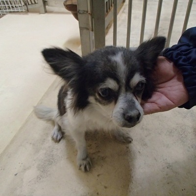 福岡県動物愛護センターNo.8239