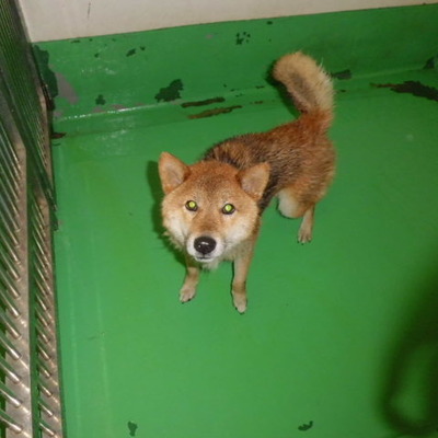 福岡県動物愛護センターNo 6045 