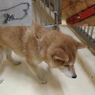 福岡県動物愛護センターNo.8250