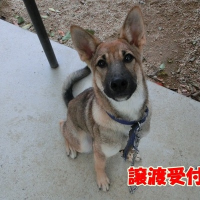 福岡県動物愛護センターNo951