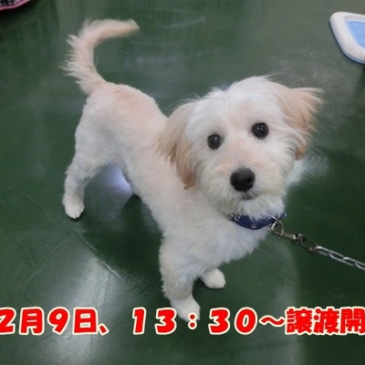 福岡県動物愛護センターNo.1042