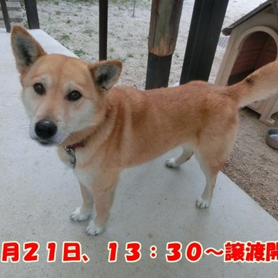 福岡県動物愛護センターNo.1047