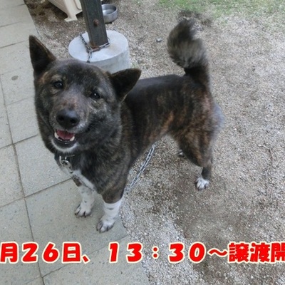 福岡県動物愛護センターNo.1048