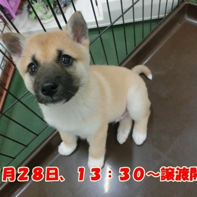 福岡県動物愛護センターNo.1049