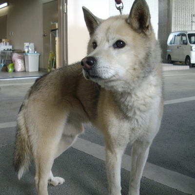 久留米市動物管理センター29093