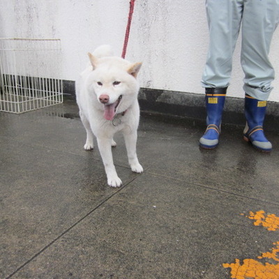 福岡県動物愛護センターNo.8277