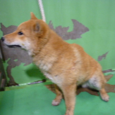 福岡県動物愛護センターNo.8280