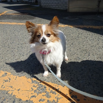 福岡県動物愛護センターNo.8290