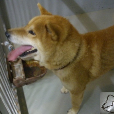 久留米市動物管理センター29094