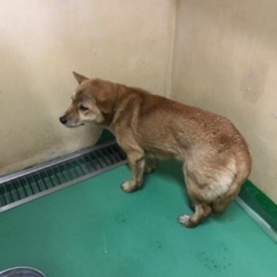 福岡県動物愛護センターNo.8296