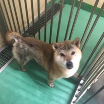 福岡県動物愛護センターNo.8307