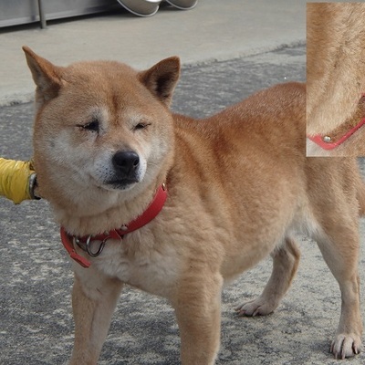 福岡県動物愛護センターNo.8310