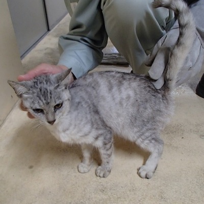 福岡県動物愛護センターNo.8323