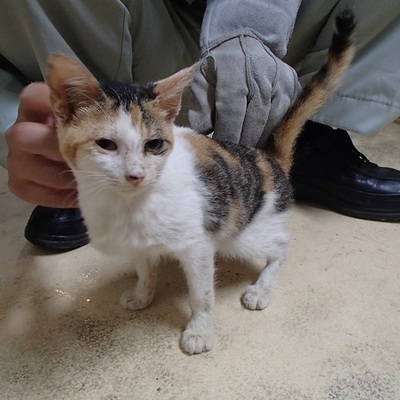 福岡県動物愛護センターNo.8325