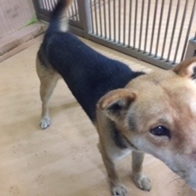 福岡県動物愛護センターNo.8320