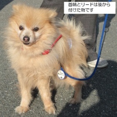 福岡県動物愛護センターNo.8347