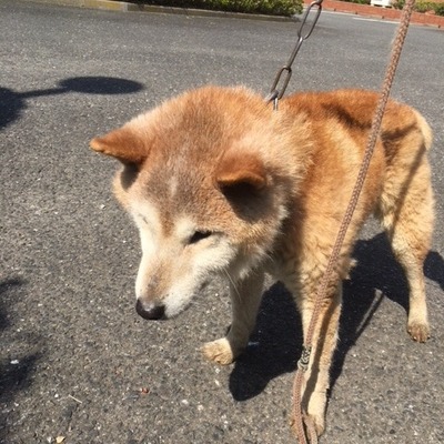 福岡県動物愛護センターNo.8350