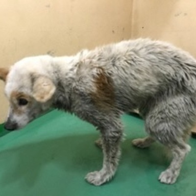 福岡県動物愛護センターNo.8353