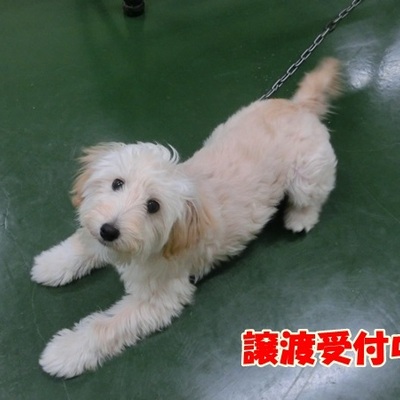 福岡県動物愛護センターNo.1042