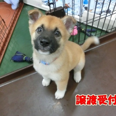 福岡県動物愛護センターNo.1050