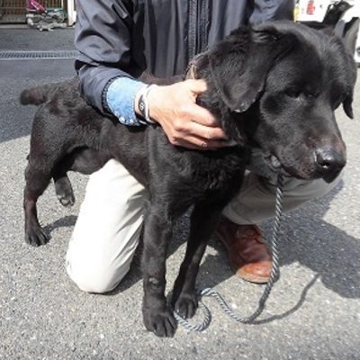 福岡県動物愛護センターNo.8374