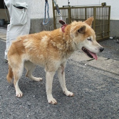 福岡県動物愛護センターNo.6056