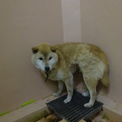 福岡県動物愛護センターNo.8396