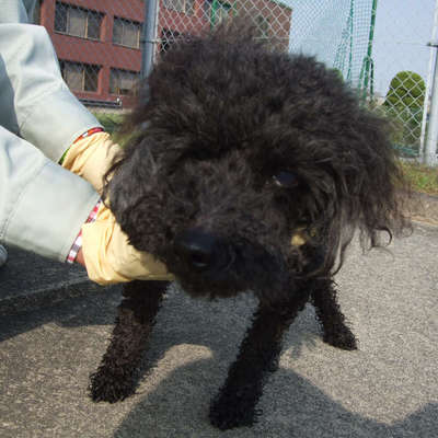 福岡県動物愛護センターNo.8390