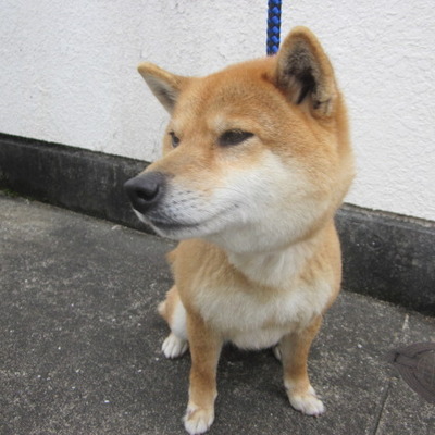 福岡県動物愛護センターNo.8399