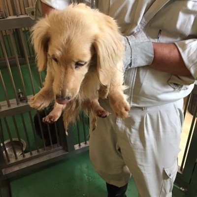 福岡県動物愛護センターNo.8419