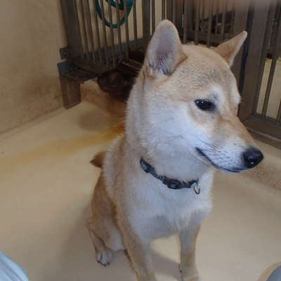 福岡県動物愛護センターNo.8428