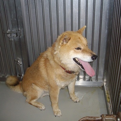 久留米市動物管理センター30006