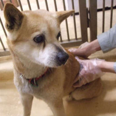 福岡県動物愛護センターNo.8440
