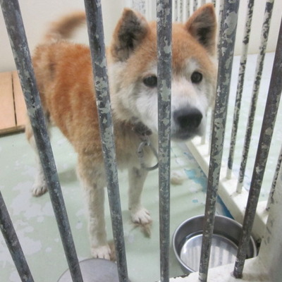 福岡県動物愛護センターNo.8451