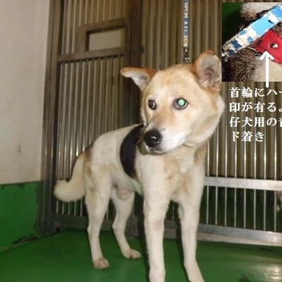 福岡県動物愛護センターNo.8464