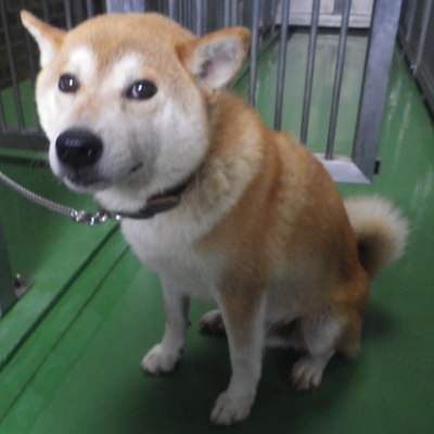 福岡県福岡市東部動物愛護センターd420