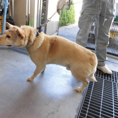 福岡県動物愛護センターNo.8467