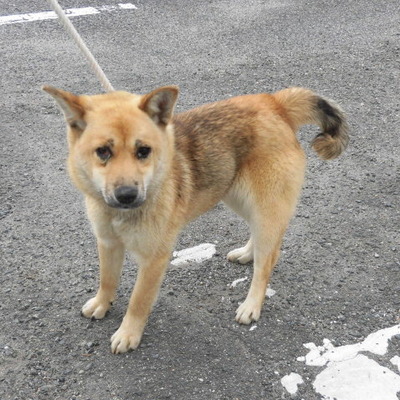 福岡県動物愛護センターNo.8476