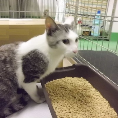 福岡県動物愛護センターNo.8497