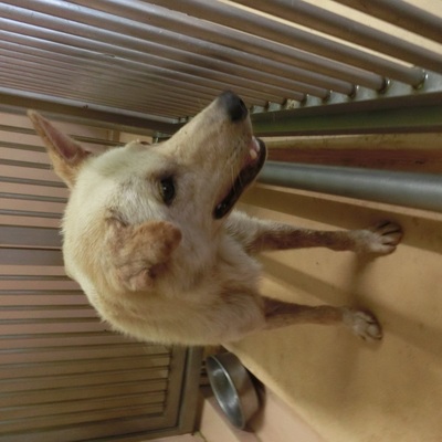 福岡県動物愛護センターNo.6066