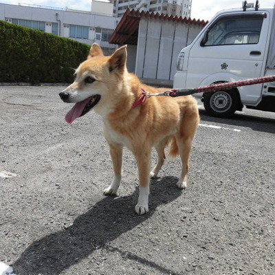 福岡県動物愛護センターNo.8492