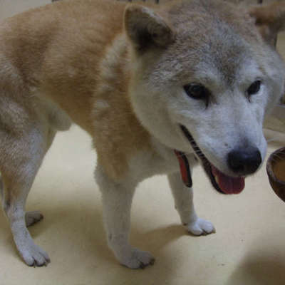 福岡県動物愛護センターNo.8515