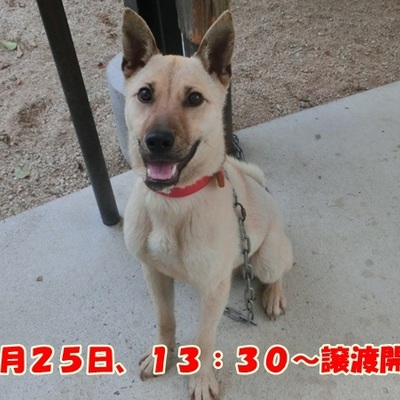 福岡県動物愛護センターNo.1059