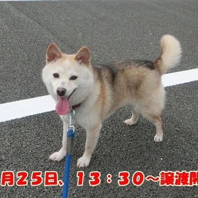 福岡県動物愛護センターNo.1060