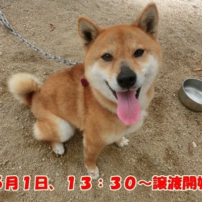 福岡県動物愛護センターNo.1062