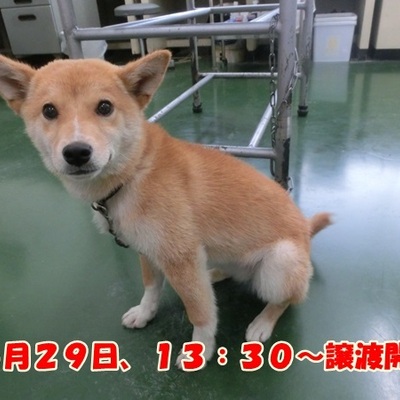 福岡県動物愛護センターNo.1076